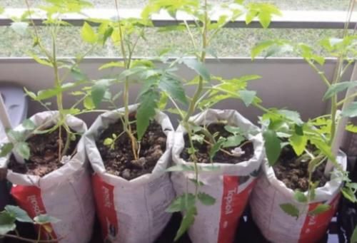 养花土用此2样，想效果好就得抓住这些“处理重点”