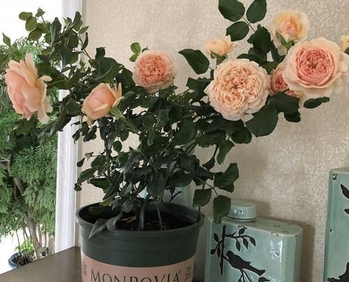 怎么把月季养漂亮?把握住“3点”,枝叶茂、开花勤