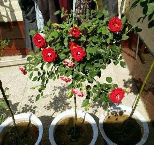  月季冒出很多新芽怎么办？