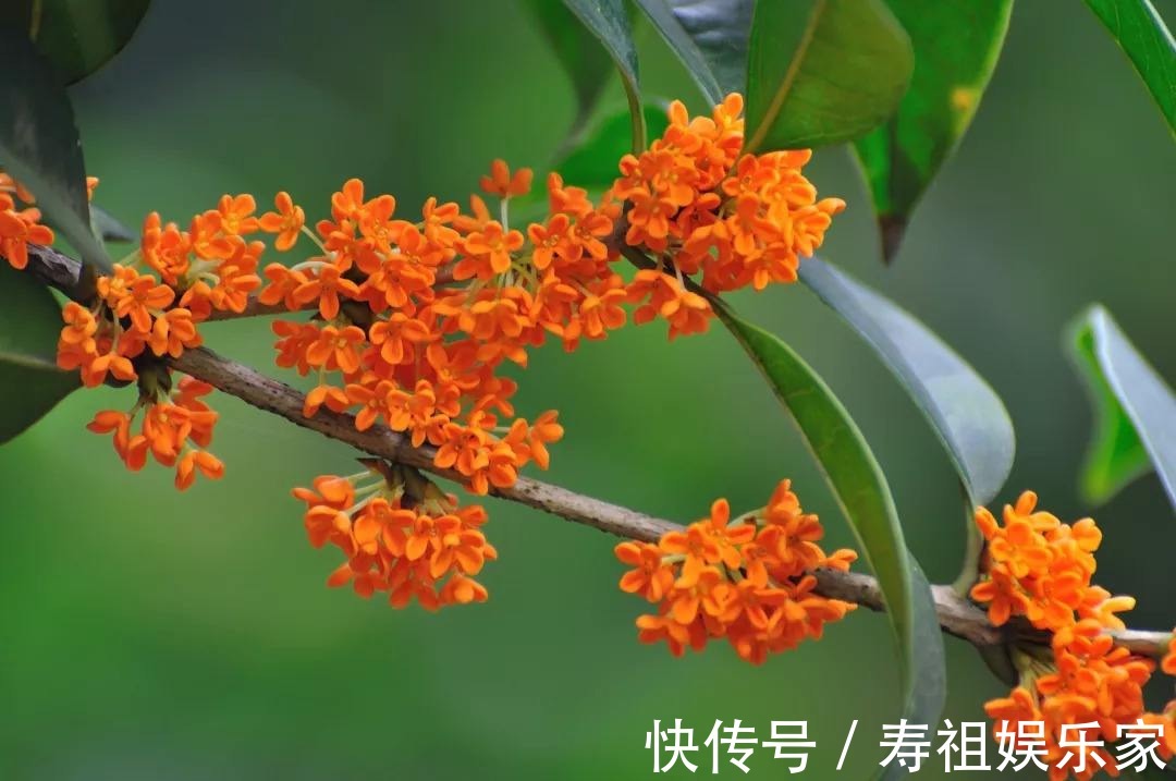 这么养桂花，阳台一小盆就开出大片金黄，香气十里外都能闻到！