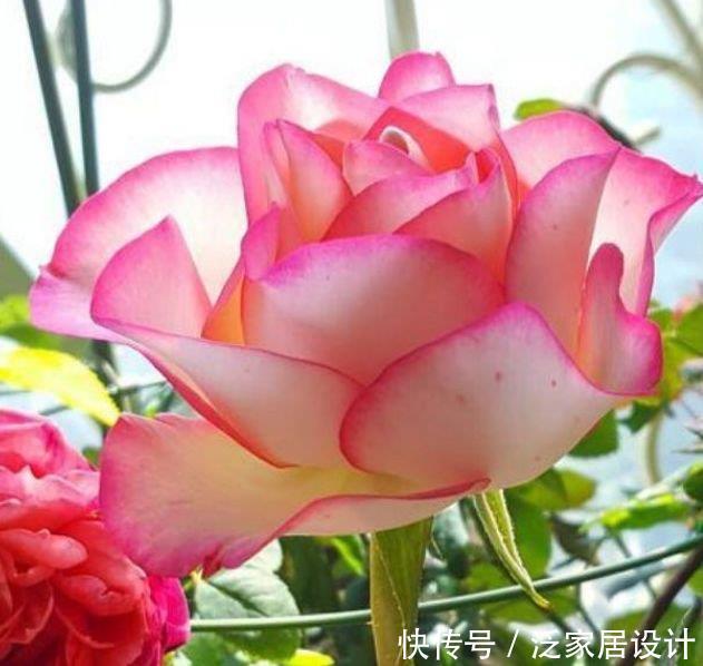 4种花好养易活,旺财又养人,比牡丹还漂亮,开花硕大香味浓!