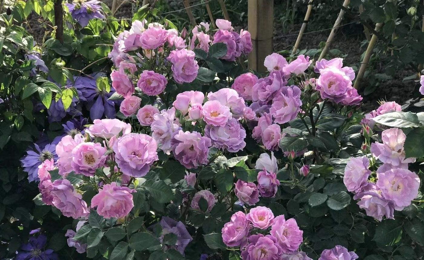 分享2个冬天扦插的小方法,10种花现在扦插正当时,生根快又壮