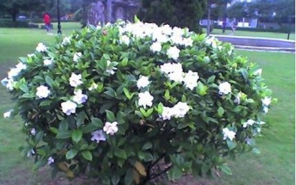 水家|比“雨水”浇花还好,这种水家家有,浇花不用施肥,百利无一害