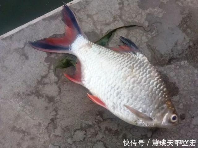 一斤的鳑鲏安徽钓友,钓获巨型“红尾鱼”,钓友像是鳑鲏
