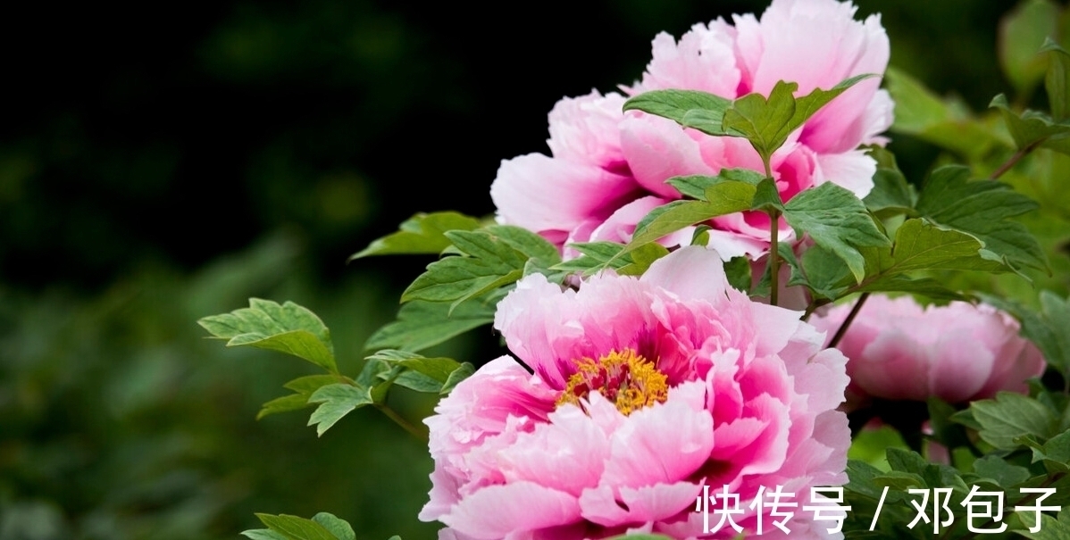 白居易#三首著名的惜花诗,言浅意深,清新明快,余韵悠长,值得一读