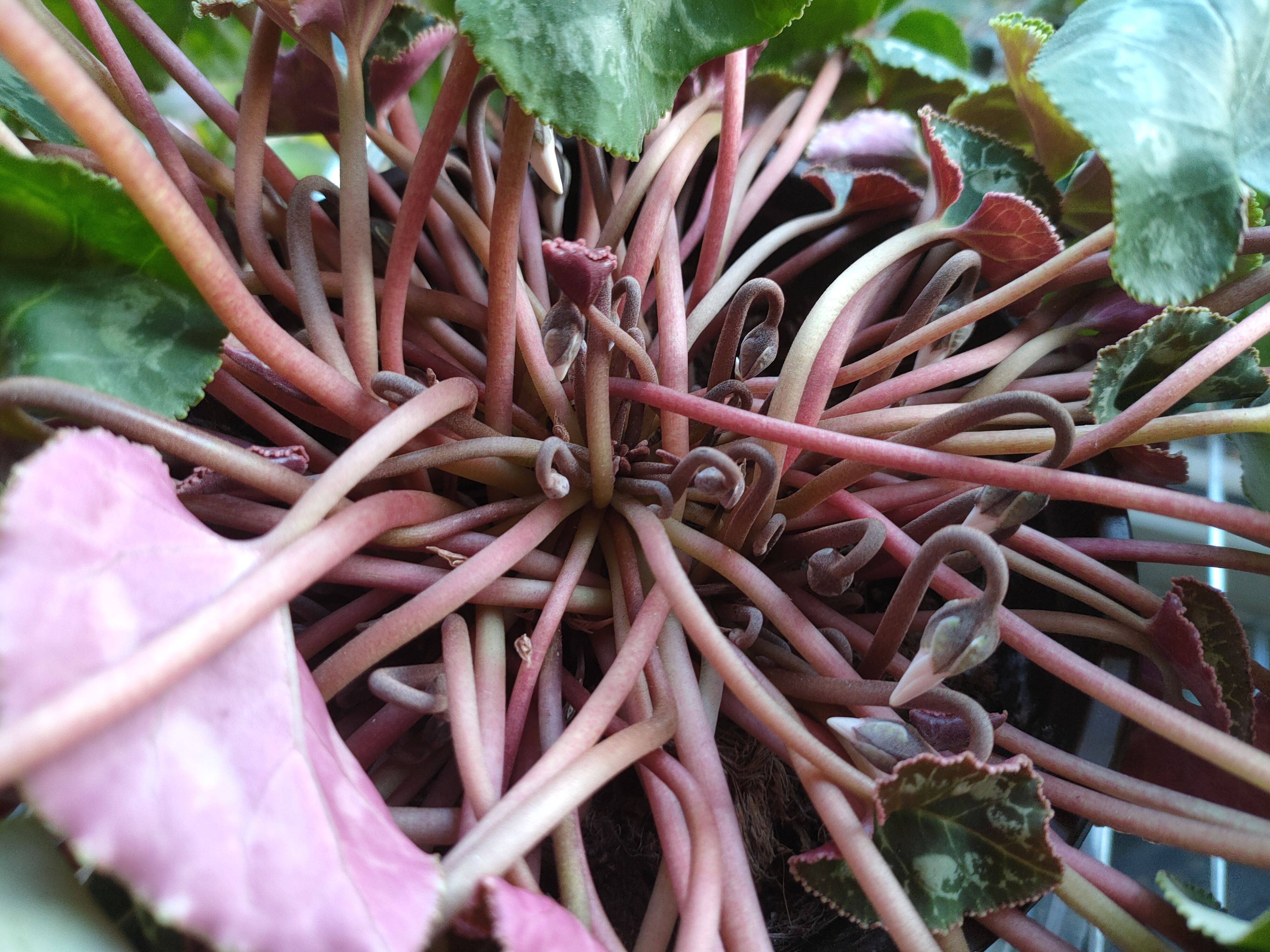 经验分享｜仙客来已开花170天，不断萌发新芽，轻松再开60天