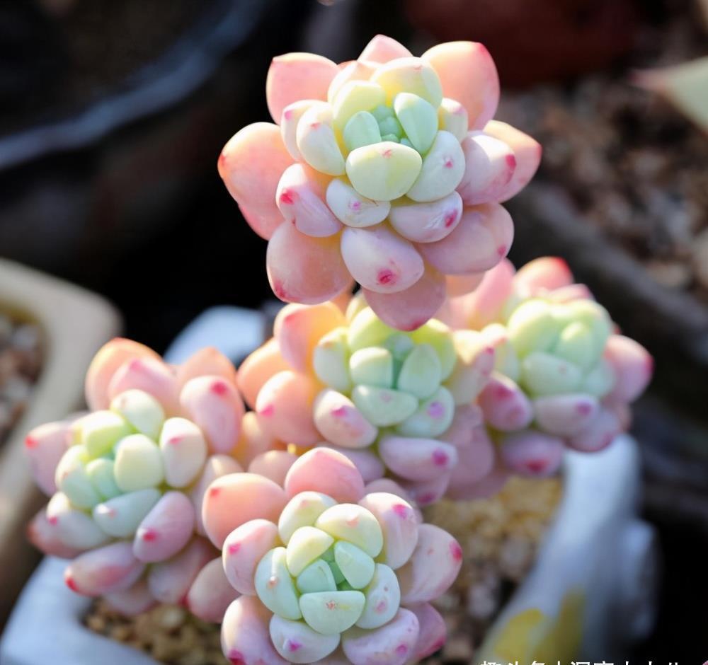 这“三多肉”入冬就开挂,叶片自带“香气”,遇水疯长憋成小老桩