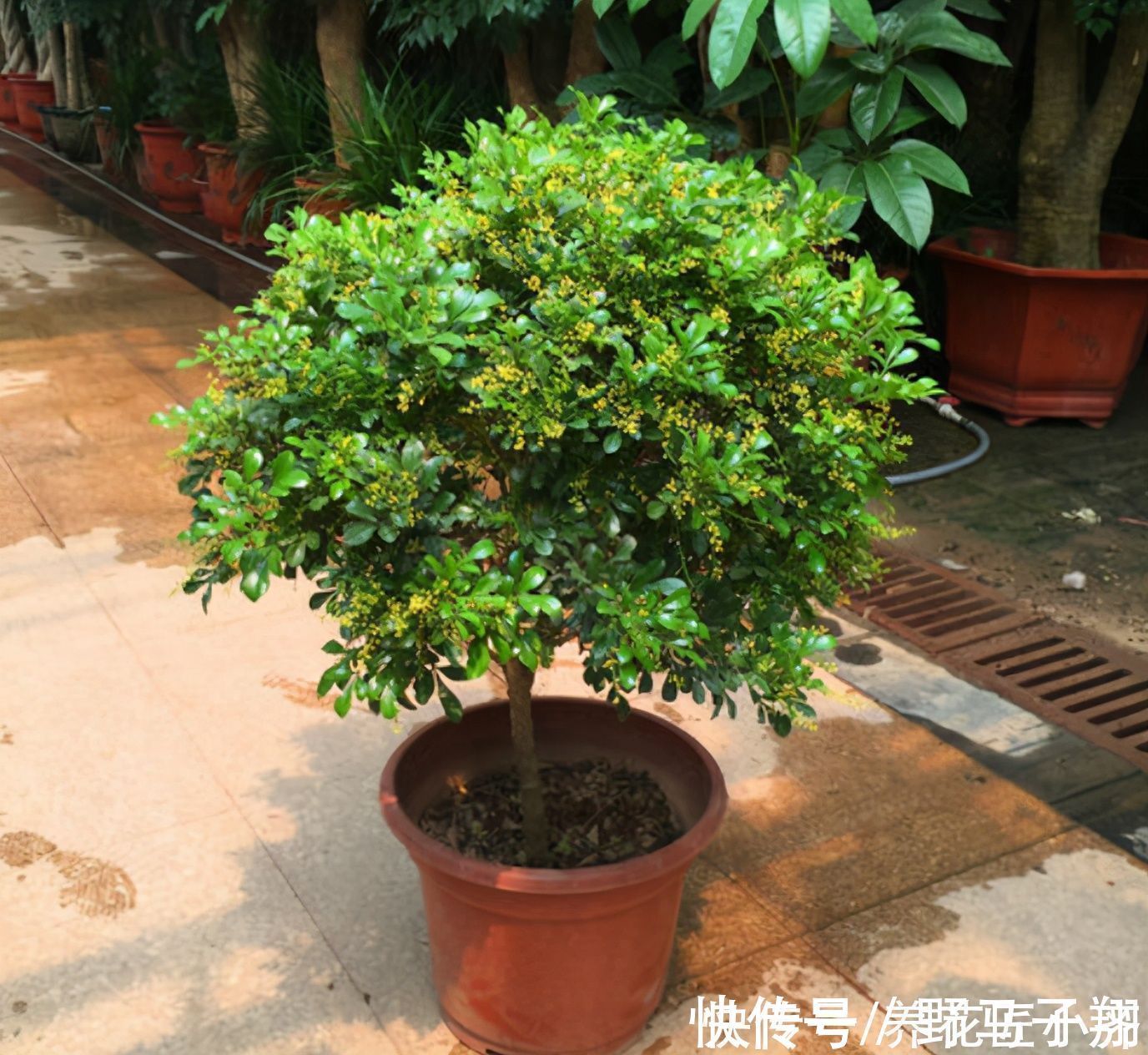 养这7种花,“醋”要经常浇,每月浇一碗,叶子绿油油