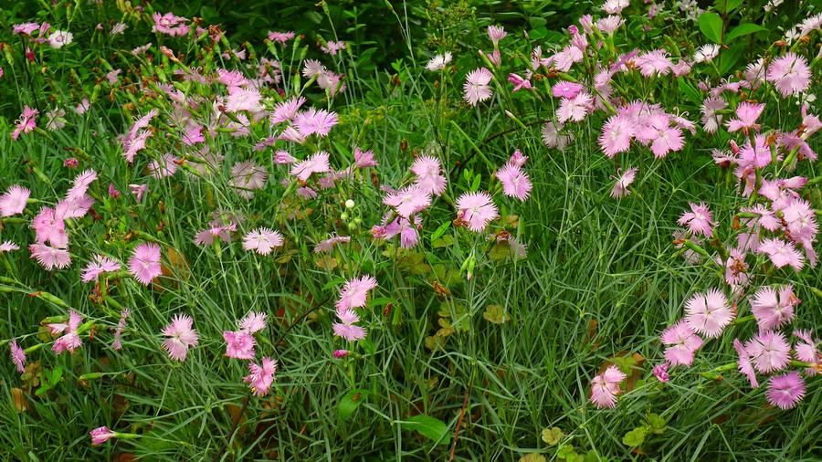铁线蕨|室内缺少光照，盆栽养花就选这4样，一年到头不见光照样长得好
