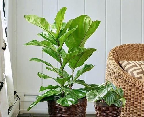 芦荟|5种盆栽夏天不休眠,大水大肥的伺候,越热反而长势越旺