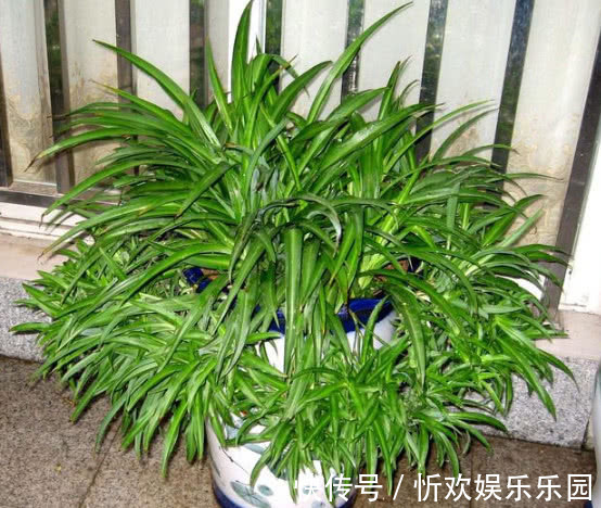 吊兰长的慢还瘦做好关键几点，叶子又肥又绿蹭蹭长，爆成绿瀑布