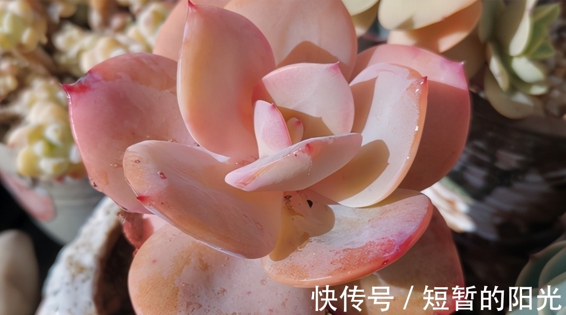 如果不说是白凤,大家能认得出来吗?控养的白凤,完美逆袭