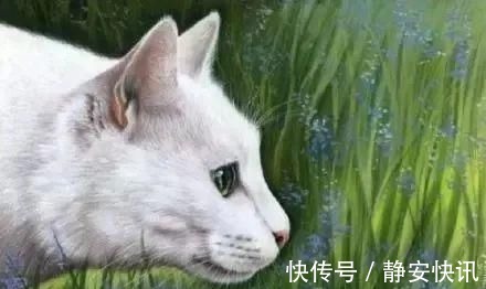 猫咪@美爆！一位美国人居然把水彩画出了国画的味道！膜拜，第一张就沦陷了