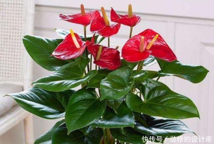 适合冬天养的花卉,丢土里就能活,生命力顽强,开花极美丽