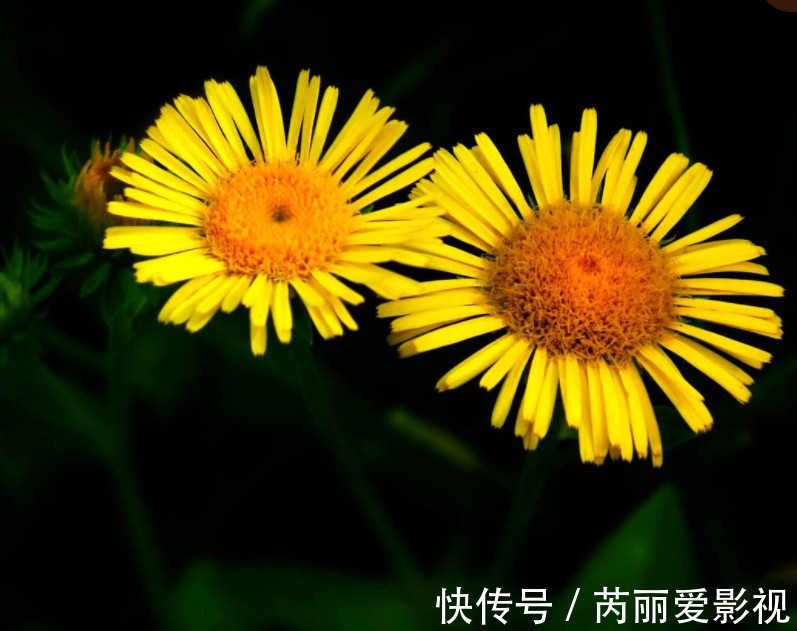 野草|农村路边常见的小黄花,经常被当做杂草,殊不知市场上五十元一斤