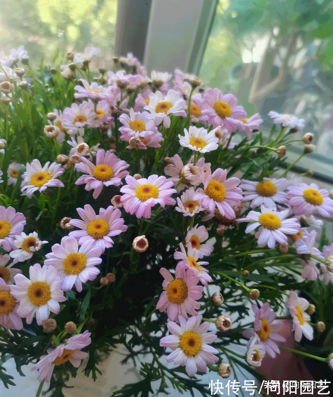 孔雀草|最容易爆花的6种草花，有太阳就开花，阳台党必备，赶紧入手