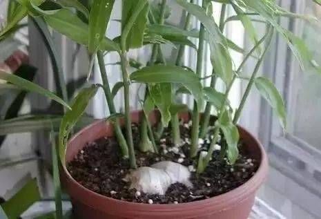 植物|切块生姜放水里,7天发芽,3个月结出一桶姜,原来生姜是这么种的