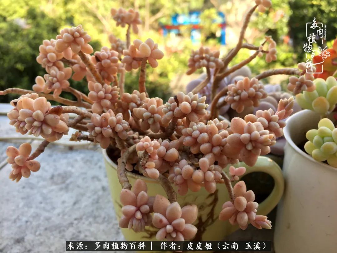 秋黄|柴米油盐的日子，养几盆多肉吧，为生活添几抹色彩！