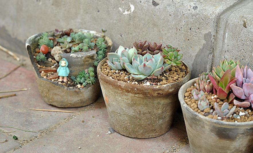 3种养多肉的小物品,老手都淘汰了,新手还争着买,都是智商税