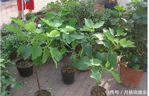 龙眼核|这几种常见水果吃完后核不要扔,不然亏大了,7天长成美丽盆栽