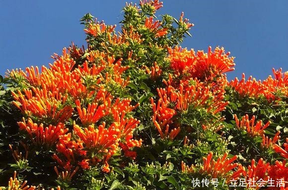 院子里养棵“它”，3年爬满墙，冬天开花太漂亮，邻居纷纷跟着养！