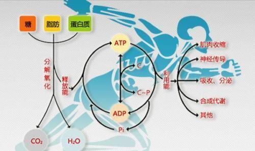 力量训练|节食减肥不利健康又容易反弹,合理饮食加运动,月减10斤不反弹