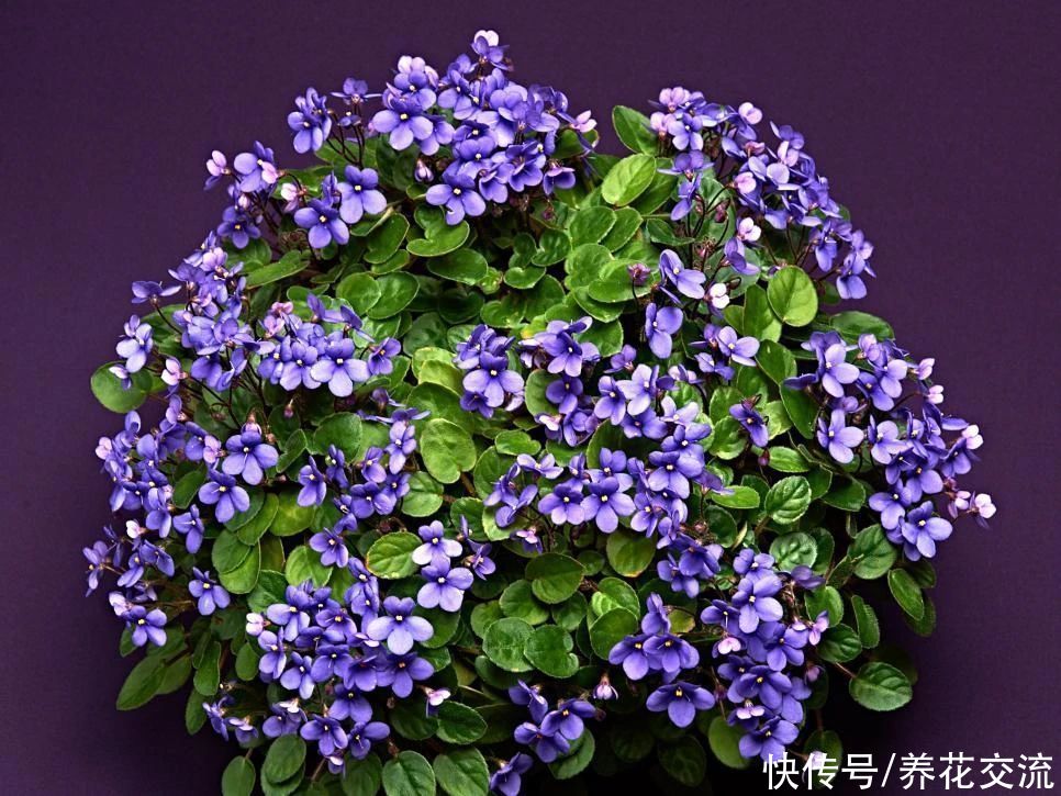  植物|耐阴室内开花植物“大家族”，低光照可开花，植株小巧，适合新手