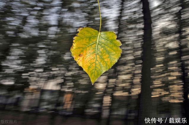  男孩手里的落叶，如一首生命之歌，孤独而平静，最后走入永恆之境