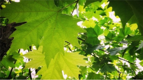 3种摘片叶子就能活的花,懒人最爱,俩个月就爆盆!