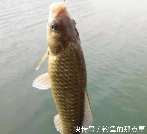 双钩的“上钩”和“下钩”中鱼区别,想不空竿,赶紧学