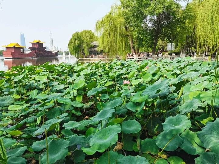 大明湖第二株并蒂莲已结莲蓬