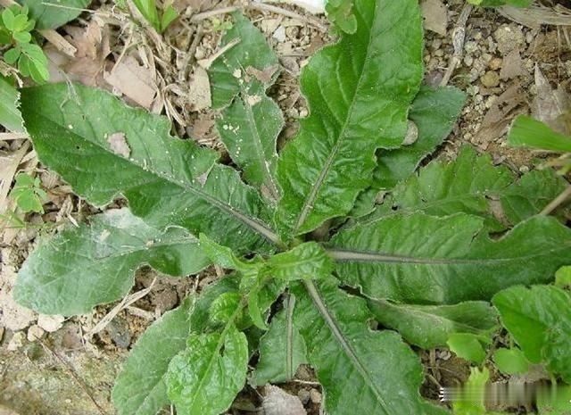 野生|它是野生“地胆草”,田间地头随处见,看似不起眼,却是珍贵药材