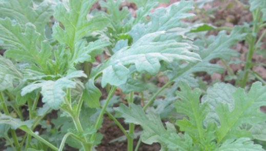 河边生的“野草”,人称“臭蒿”,叶子很像萝卜叶,功能用途多