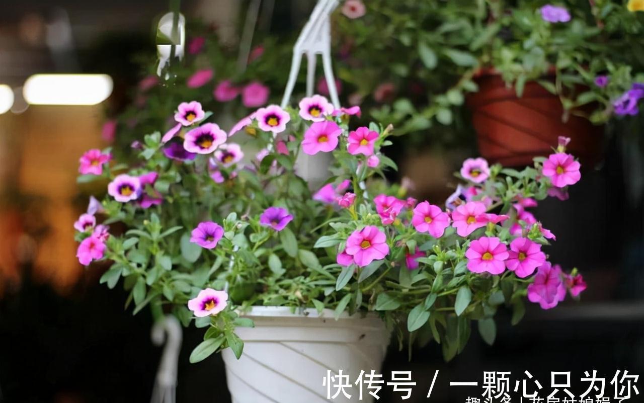 花卉盆栽就是这样被“玩”死的，要避开日常养护中常见的7个误区