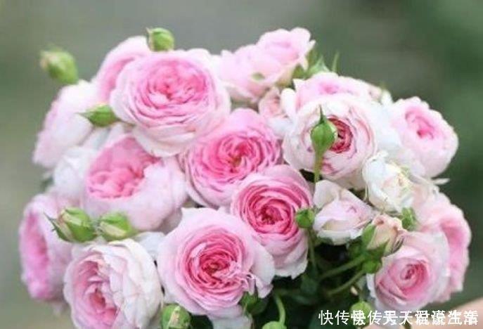 花盆|4种富贵花，添福添贵添好运，迷人的花朵，开满整个花盆