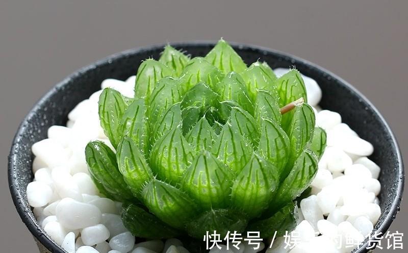 与多肉玉露的水晶之恋,不妨从养好一棵樱水晶开始