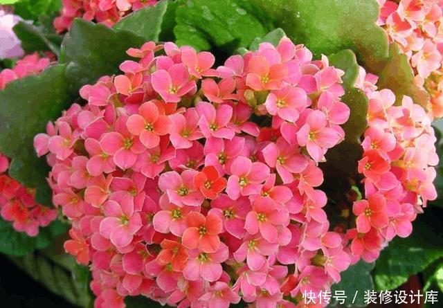 想要阳台四季如春,有花赏,5款植物少不了