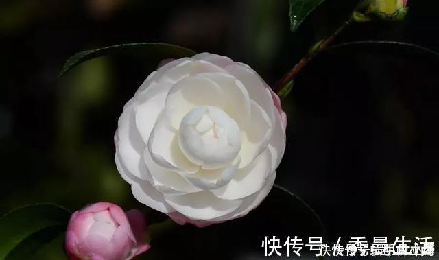花中娇客|中国传统名花“花中娇客”,30种茶花一开,美了十里八乡
