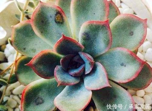 病害|4种进入“黑名单”的多肉,再便宜也不能买,谁买谁后悔!