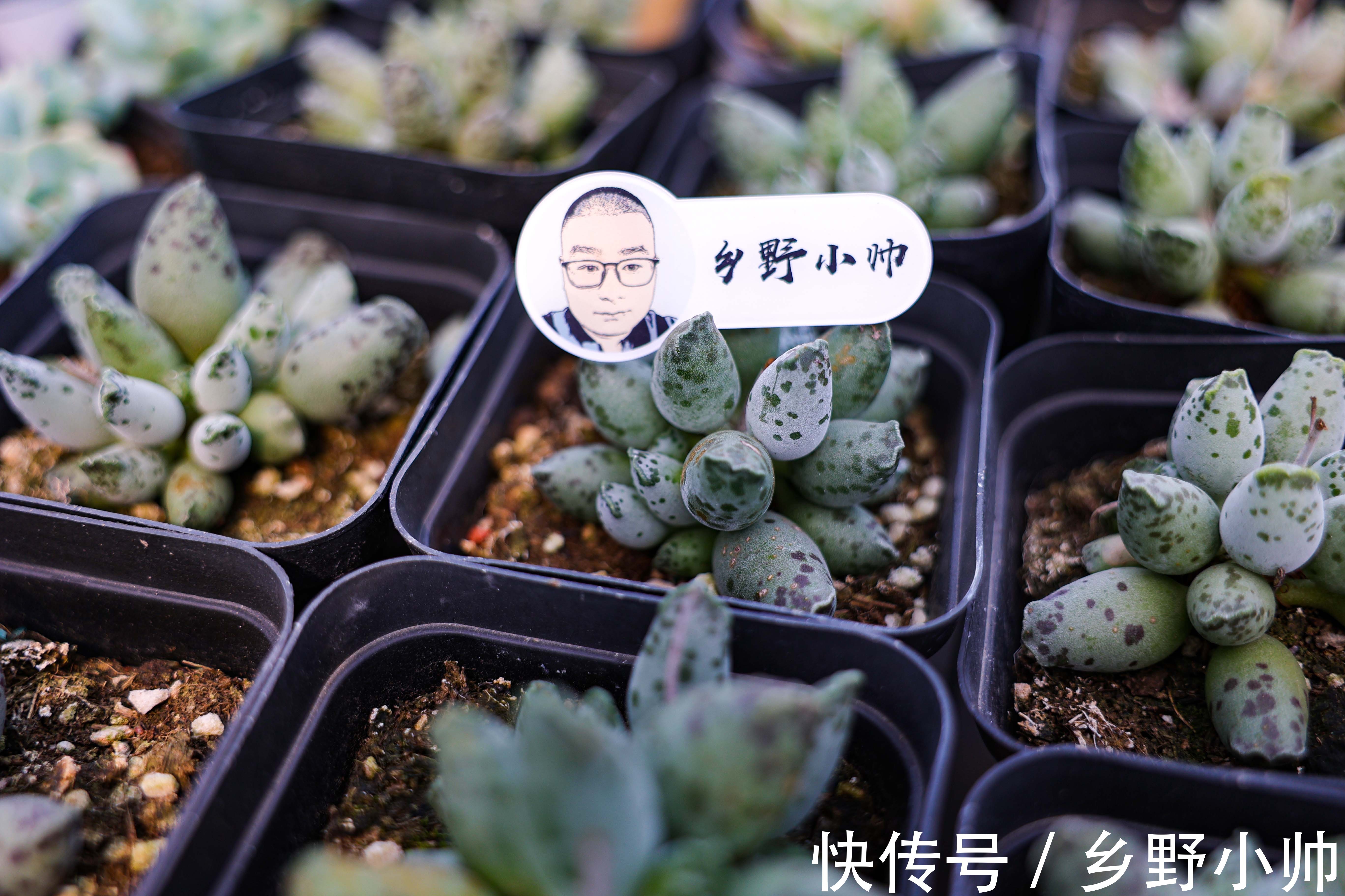 浇水|夏季上盆的多肉怎么浇水,夏季给多肉浇水应该注意什么,浇水篇