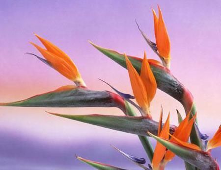 世界上最美的5种花，见过一种我就服你！