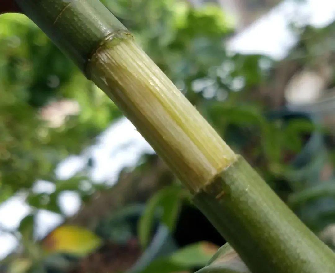 养花技巧:给花切个小口子,埋土里100%生根,根本不用扦插!