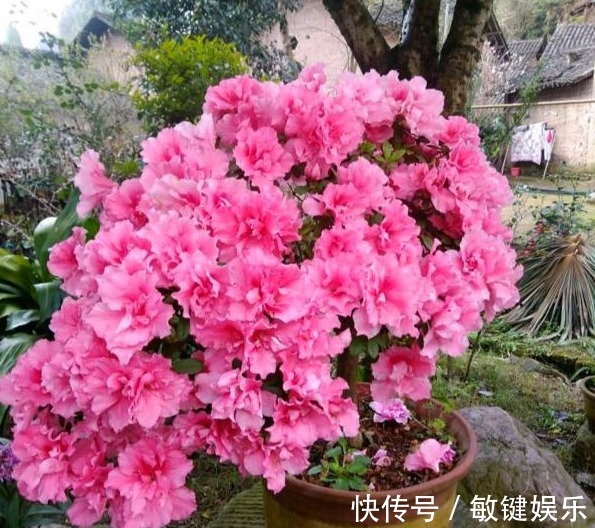 大叔一盆杜鹃养6年，花开爆盆太美丽，大家都问他给花喂了啥