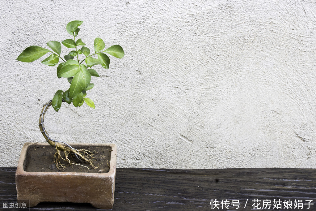 施肥|树木盆景是怎么矮化的?8个方法助你的盆景成为“活着的艺术”