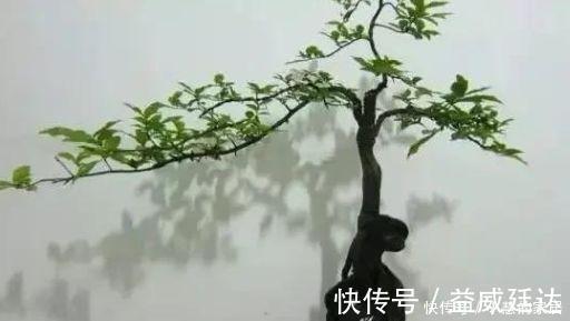 白杨|2种树很常见,学会养护要点,做成盆景大变样,5年养成万元树