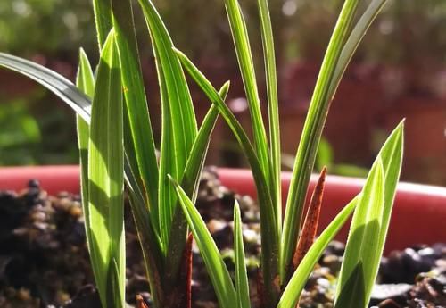 春分到，兰花施肥很重要，简单3步就能让兰花冒新芽