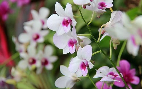 身体|对身体好的石斛兰，老中医们也爱养，赶快养一盆，长寿又健康