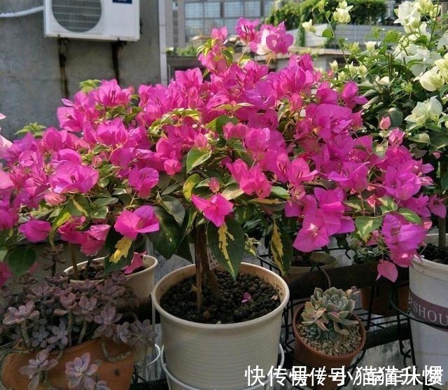 养护|养花要“舍得剪”，把这6种花卉剪成“光杆子”，开花变成棒棒糖！