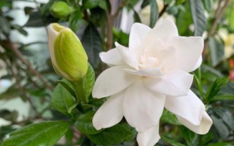 家乐花|养花就养这几款,漂亮又好闻,全年开花不断,花开美观又大气