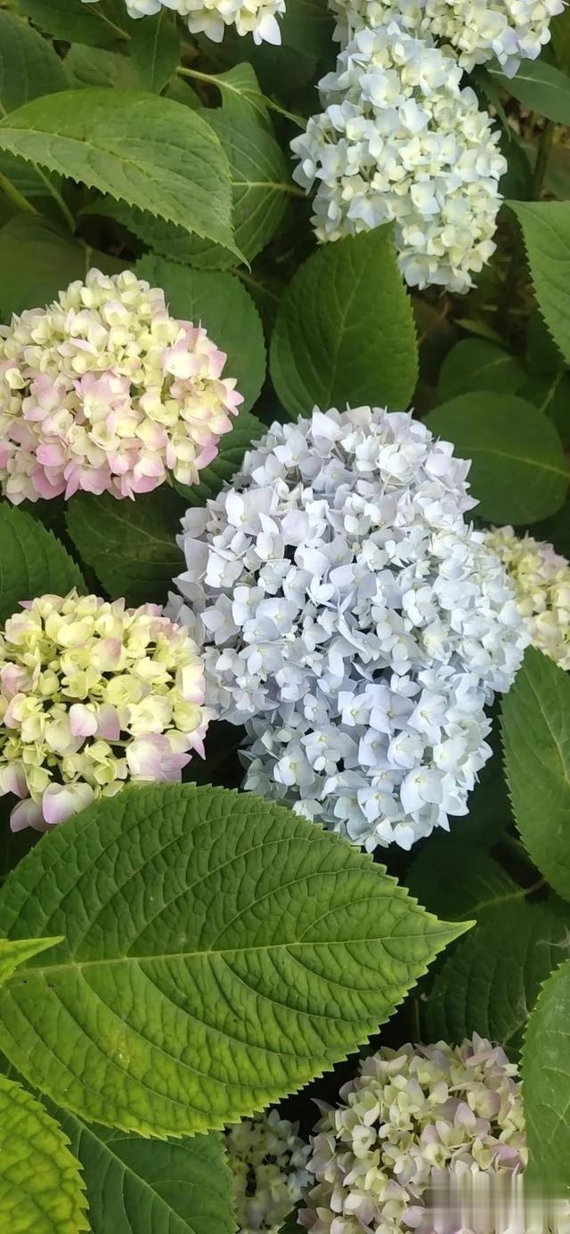 圆滚滚的绣球，瀑布般的花墙，这届花友也太会种花了吧